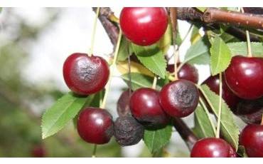 Як захистити черешні від хвороб і шкідників